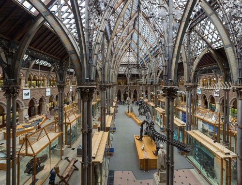 Oxford University Museum of Natural History Visit